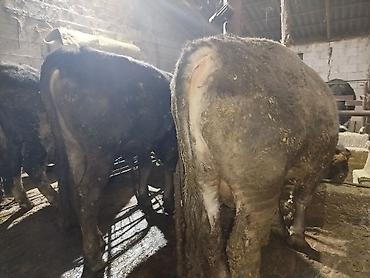 Коровы, быки: Продаю | Бык (самец) | На откорм | Привязанные — 12