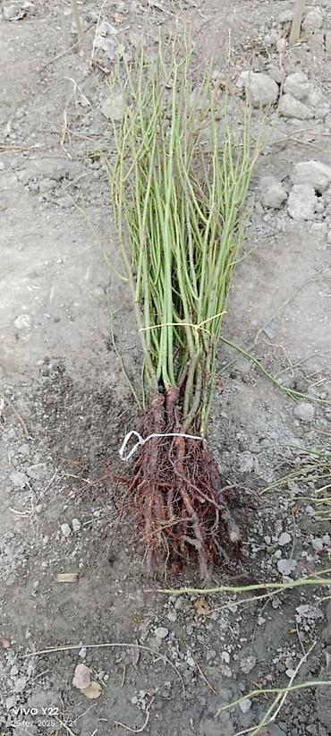 Роза: Продаю Розы ОПТОМ!!! На продажу есть розы в большом количестве разных — 30