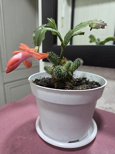 Декабристы: Декабристы (Schlumbergera) в горшках. - Окраска цветков: белая (на — 4