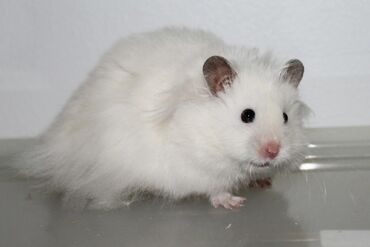 Хомяки: Продаются хомячки джунгарские, сирийские, ангорские пушистые хомячки — 8