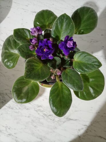 Otaq bitkiləri: Afrika bənövşəsi (Saintpaulia) kolleksiyası - Rəng çeşidi: açıq — 6