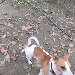 İtlər: Cek rassel teryer, 1 ay, Erkek, Ödənişli çatdırılma — 10