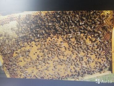 продам улей с пчелами: Продаю ПЧЕЛ на высадку если вместе с уликами и рамками (рутовская