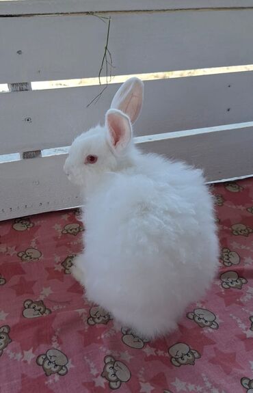 şirin dovşan şəkilləri: Karlik dovşan 🐰 albinos qırmızı gözlü anqora tüklü 5 aylıqdır.əldə