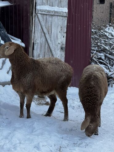 Бараны, овцы: Продаю | Овца (самка), Баран (самец) | Арашан — 3