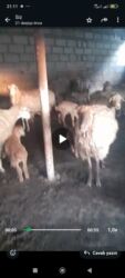 Коровы, быки: 30bas balali qoyundu qiyməti 500azn hamısı cavan damazdiq qoyunlardir