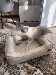 товары для крупных собак: Лежанка для собак/кошек HULZZ - Тип: мягкая лежанка с бортиками -