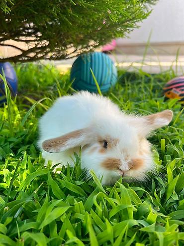 pişik şekli cekmek: Salam əziz dostlar, bizdə hər növ dovşan var. Bunlar dovşanların öz — 3