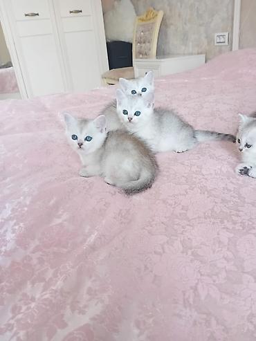 Pişiklər: Şinşilla — 2