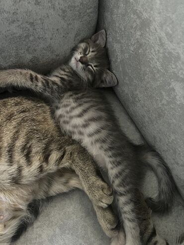голая кошка сфинкс цена: Кошка даром: Русская голубая, 2 месяца, Девочка, Приучена к лотку