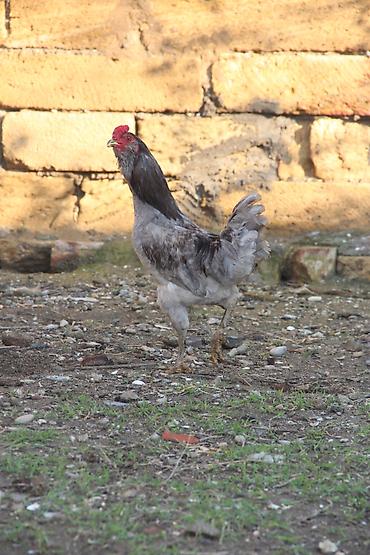 K/t heyvanları və malları: Xoruz, il: <1, Ödənişli çatdırılma, Ünvandan götürmə — 3