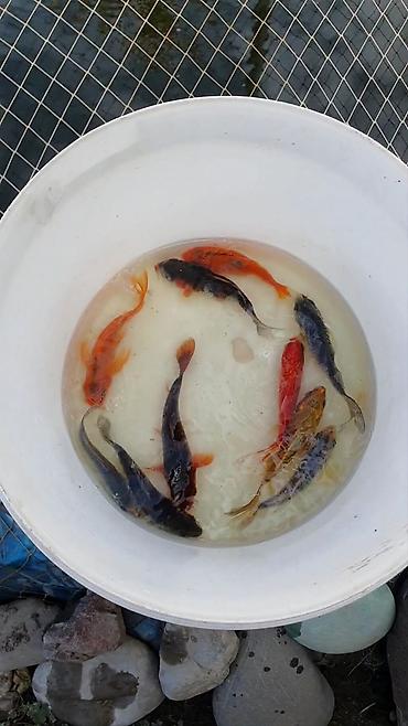 Рыбы: Рыба карп кои японские декоративный разне цветле размер7-10см до 35см — 8