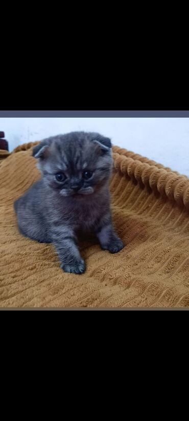 кошка вислаухая: Шотландский кошка продаётся 3.000