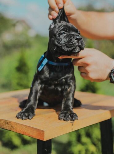 Psi: Postanite vlasnik jednog od naših vrhunskih Cane Corso štenaca — 7