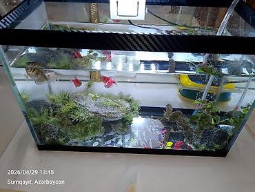 akvarium balıqları: Ternesiya balığı, Sülhsevər, Pulsuz çatdırılma — 5