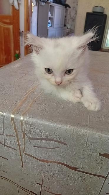 Pişiklər: 🐾 Şotland uzun tüklü pişik balaları — erkək və dişi 9 həftəlik iki — 1