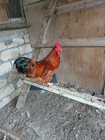 gold hen: Hamşira sortu - Cins: yerli ət–yumurta istiqamətli xoruz - Rəng — 1