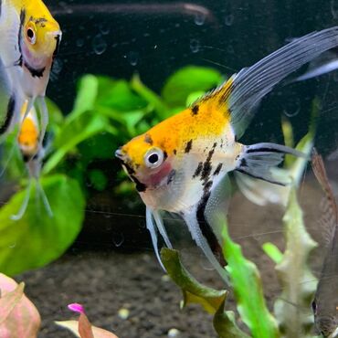 Akvarium aksessuar və ləvazimatları: Mələk balığı (skalyari), Sülhsevər, Ünvandan götürmə, Ödənişli çatdırılma