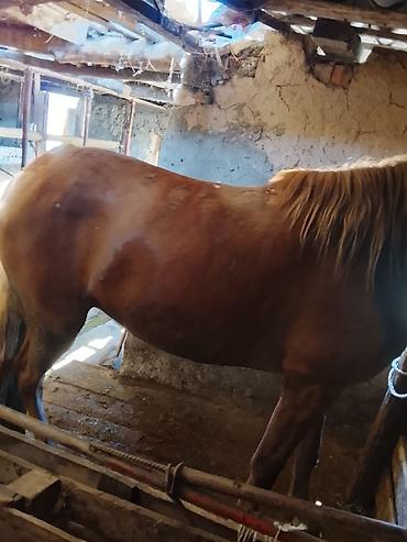 Лошади, кони: Продаю | Кобыла (самка) | На забой — 7