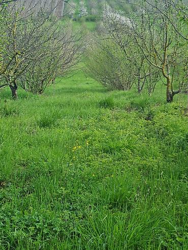 ismayilli torpaq: 100 sot, Kənd təsərrüfatı, Mülkiyyətçi, Kupça (Çıxarış) — 6
