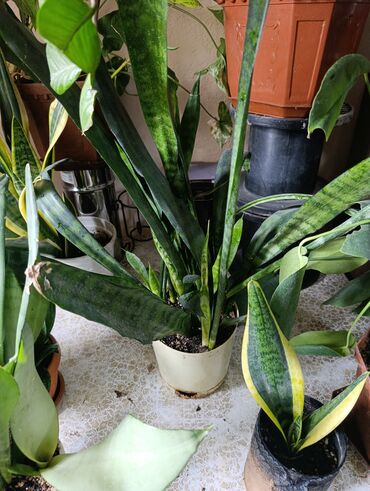 Драцены и Сансевиерии: Сансевьерии (сансевиерия цилиндрическая и полосатая/вариегатная) в — 7