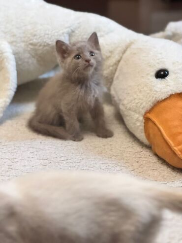 шотландская длинношерстная кошка: Кошка даром: Беспородная, 2 месяца, Мальчик