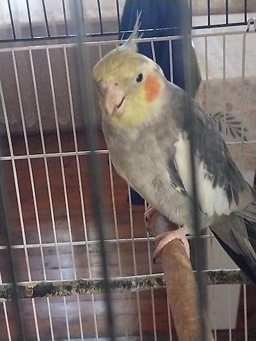 at satişi: Korellalar qəfəslə birlikdə satılır, 3 ədəddir 2 erkəy 1 dişi, ikisi — 2