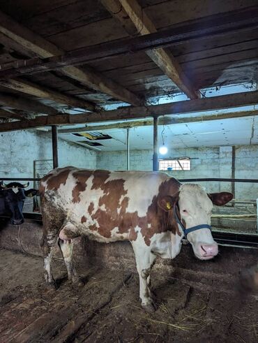 куплю быков село ленинское: Продаю | Корова (самка) | Для молока | Искусственник