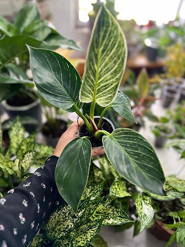 Другие комнатные растения: Представляем ассортимент декоративно-лиственных растений, которые — 14