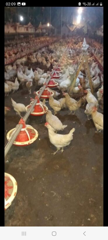 Toyuqlar: Toyuq, Liqorin, Yumurtalıq, Ünvandan götürmə -da lalafo.az — 4 Toyuqlar: Toyuq, Liqorin, Yumurtalıq, Ünvandan götürmə — 4