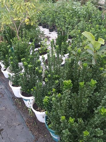 dibcek gulleri adlari: Bitki: Euonymus japonicus (Hirpak, həmişəyaşıl euonimus) Formalar — 2
