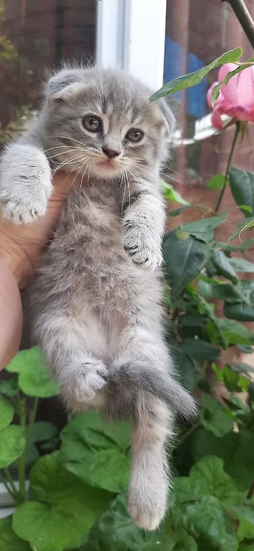 Кошки: Шотландская вислоухая — 3