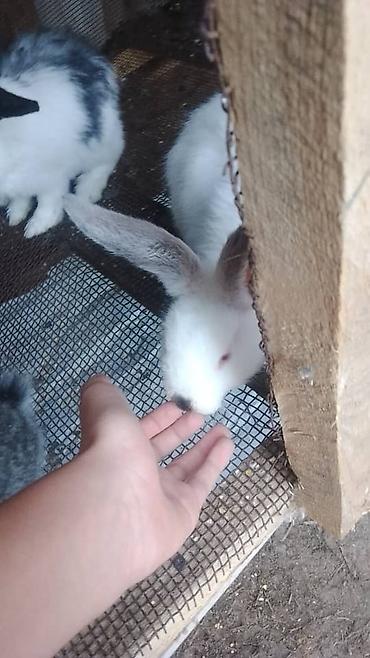 кошка майкун: Продаю | Крольчата | Для разведения — 3