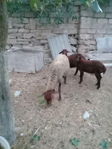 binə atciliq: Salam endirim olacaq dişi qoyun iki balasıyla əkiz 1 Erkey 1 dişi — 7
