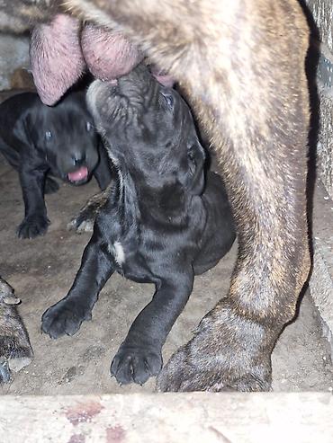 cane corso yavru: Kane-Korso, 2 ay, Erkək, Peyvəndli — 10