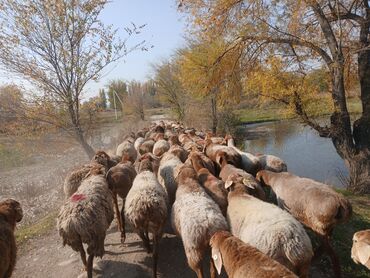 домик для собака: Сатам | Ургаачы кой (ургаачы) | Арашан, Аргын | Көбөйтүү үчүн | Ургаачы