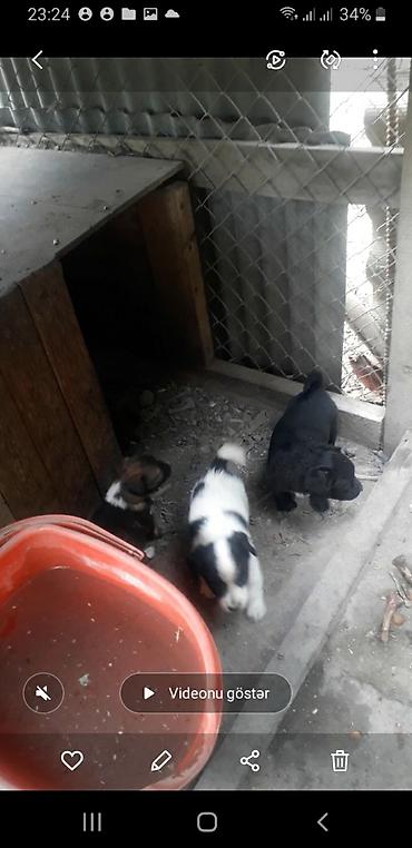 İtlər: Temiz qan kicik olculu zvanok balalari ata anasıda ozumdedi.070 601 — 2