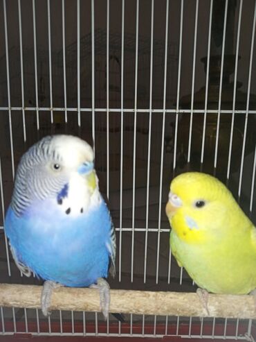 Tutuquşları: Cüt quşlar satılır qəfəslərlə bir yerdə ucuz qiymətə valnistiy — 1