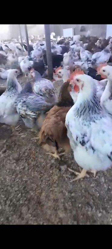 bərdə mal bazari: Məhsul: Yerli kənd toyuqları (yumurta və ətlik istiqamət) Təsvir: - — 5