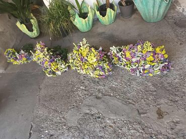 Figure: 🌸 Statica suvo cvece 
Buket za samo 🌸❌ — 1