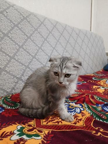 Шотландская вислоухая кошка (Scottish Fold) - Окрас: серебристый