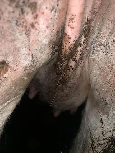 Коровы, быки: Продаю | Корова (самка) | Для молока | Привязанные — 10