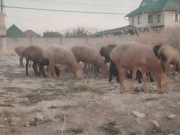 продажа кукурузу: Сатам | Ургаачы кой (ургаачы), Козу, Кочкор (эркек) | Арашан | Союуга, Көбөйтүү үчүн, Жүн үчүн | Жасалма жол менен боозутуу, Ургаачы