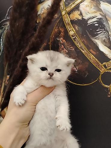 Pişiklər: Şotland — 3