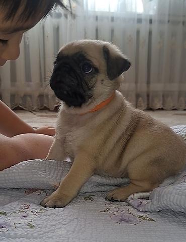Мопс, 1 месяц, Самец, С прививкой