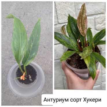 Другие комнатные растения: Продаю антуриум 400