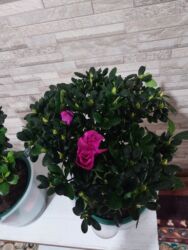 растения в аквариум купить: Антуриум гигант 1400с,Азалия-1000с, Антуриум зизу1300с, Кодиум 1000с