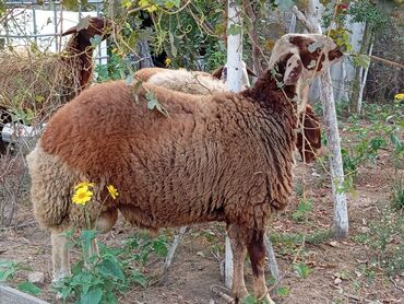 erkek qoyun: Erkək, Qala, il: 1, Damazlıq, Ünvandan götürmə