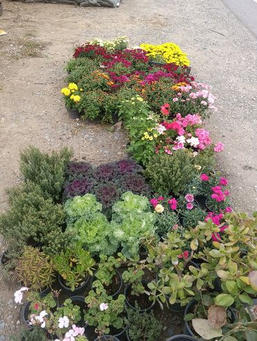 Landşaft işləri: Dekarativ bitgilerin satişi
xan cinar
ekvalit
zeytun — 22