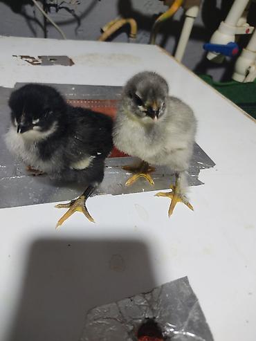 Xoruzlar: Australorp Xarkaov cucelerin
Sifarişi — 9